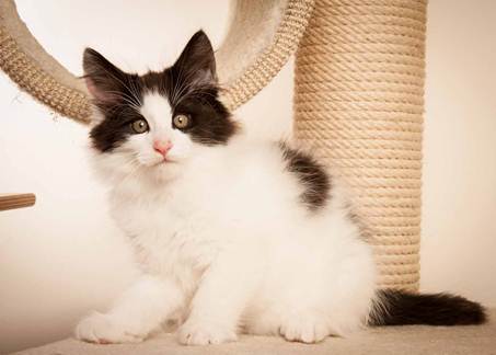 Description: D:\Pictures\P-kull_10_weeks\20120801_P_kull_10_weeks_0040.jpg