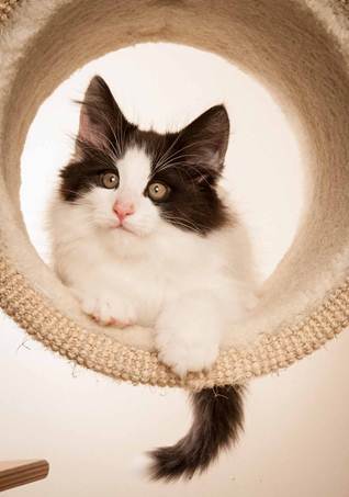 Description: D:\Pictures\P-kull_10_weeks\20120801_P_kull_10_weeks_0035.jpg