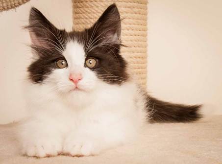 Description: D:\Pictures\P-kull_10_weeks\20120801_P_kull_10_weeks_0032.jpg