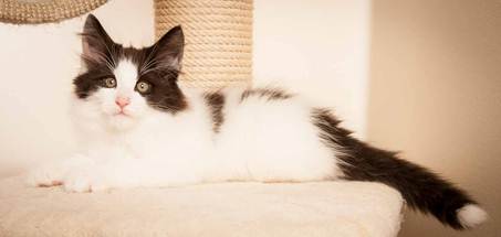 Description: D:\Pictures\P-kull_10_weeks\20120801_P_kull_10_weeks_0030.jpg