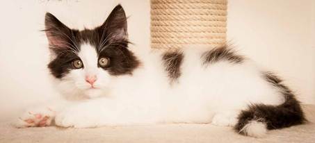 Description: D:\Pictures\P-kull_10_weeks\20120801_P_kull_10_weeks_0026.jpg