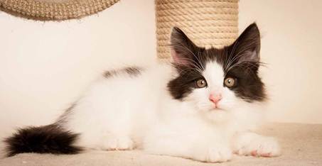 Description: D:\Pictures\P-kull_10_weeks\20120801_P_kull_10_weeks_0024.jpg