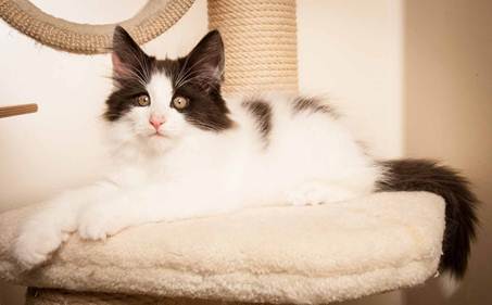 Description: D:\Pictures\P-kull_10_weeks\20120801_P_kull_10_weeks_0051.jpg