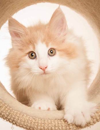 Description: D:\Pictures\P-kull_10_weeks\20120801_P_kull_10_weeks_0069.jpg