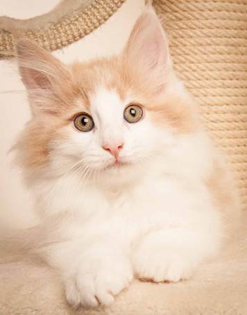 Description: D:\Pictures\P-kull_10_weeks\20120801_P_kull_10_weeks_0063.jpg