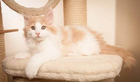 Description: D:\Pictures\P-kull_10_weeks\20120801_P_kull_10_weeks_0062.jpg