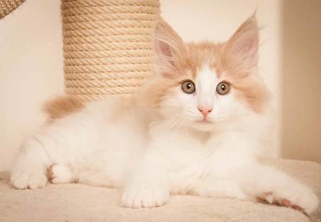 Description: D:\Pictures\P-kull_10_weeks\20120801_P_kull_10_weeks_0057.jpg