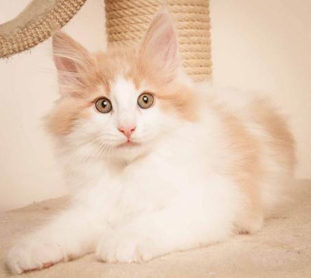 Description: D:\Pictures\P-kull_10_weeks\20120801_P_kull_10_weeks_0055.jpg