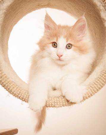 Description: D:\Pictures\P-kull_10_weeks\20120801_P_kull_10_weeks_0070.jpg