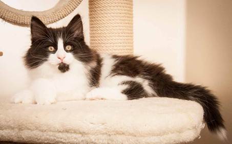 Description: D:\Pictures\P-kull_10_weeks\20120801_P_kull_10_weeks_0085.jpg