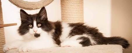 Description: D:\Pictures\P-kull_10_weeks\20120801_P_kull_10_weeks_0083.jpg