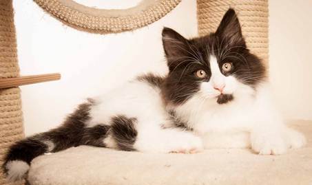 Description: D:\Pictures\P-kull_10_weeks\20120801_P_kull_10_weeks_0080.jpg