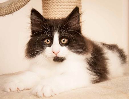 Description: D:\Pictures\P-kull_10_weeks\20120801_P_kull_10_weeks_0076.jpg