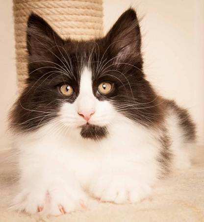 Description: D:\Pictures\P-kull_10_weeks\20120801_P_kull_10_weeks_0075.jpg