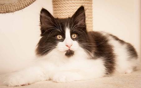 Description: D:\Pictures\P-kull_10_weeks\20120801_P_kull_10_weeks_0072.jpg