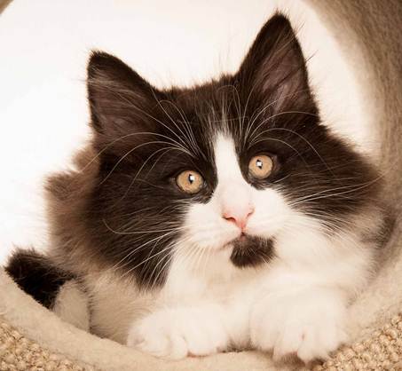 Description: D:\Pictures\P-kull_10_weeks\20120801_P_kull_10_weeks_0090.jpg