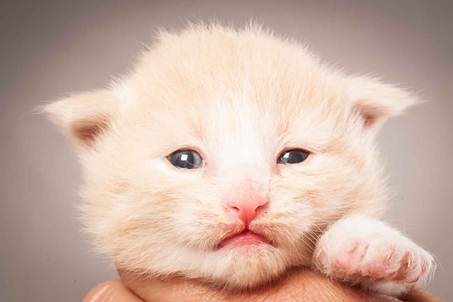 Description: Description: D:\Pictures\P_kull_2_weeks\20120606_P-kull_2_weeks_0013.jpg