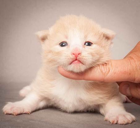 Description: Description: D:\Pictures\P_kull_2_weeks\20120606_P-kull_2_weeks_0007.jpg