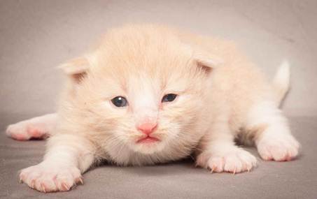 Description: Description: D:\Pictures\P_kull_2_weeks\20120606_P-kull_2_weeks_0003.jpg