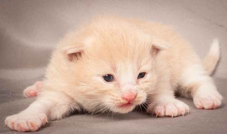 Description: Description: D:\Pictures\P_kull_2_weeks\20120606_P-kull_2_weeks_0001.jpg