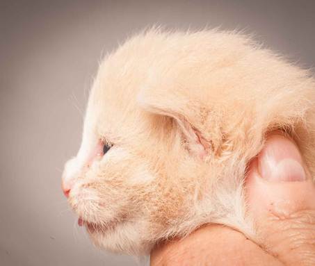 Description: Description: D:\Pictures\P_kull_2_weeks\20120606_P-kull_2_weeks_0016.jpg