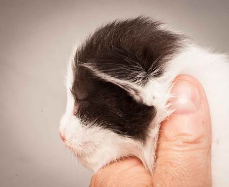 Description: Description: D:\Pictures\P_kull_2_weeks\20120606_P-kull_2_weeks_0032.jpg