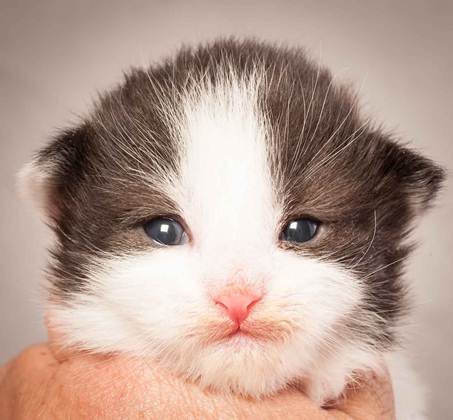 Description: Description: D:\Pictures\P_kull_2_weeks\20120606_P-kull_2_weeks_0030.jpg