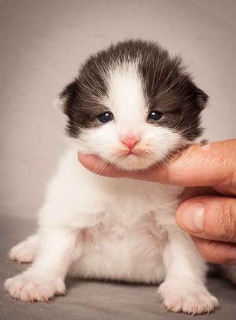 Description: Description: D:\Pictures\P_kull_2_weeks\20120606_P-kull_2_weeks_0026.jpg