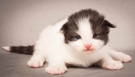 Description: Description: D:\Pictures\P_kull_2_weeks\20120606_P-kull_2_weeks_0021.jpg