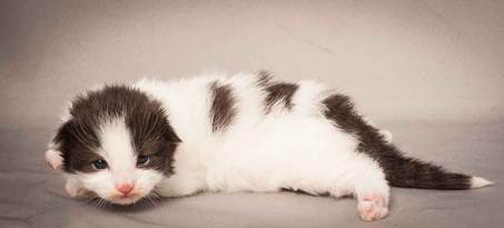 Description: Description: D:\Pictures\P_kull_2_weeks\20120606_P-kull_2_weeks_0036.jpg