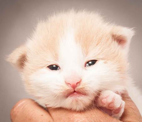 Description: Description: D:\Pictures\P_kull_2_weeks\20120606_P-kull_2_weeks_0054.jpg