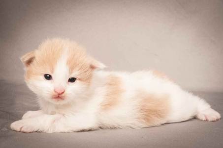 Description: Description: D:\Pictures\P_kull_2_weeks\20120606_P-kull_2_weeks_0050.jpg