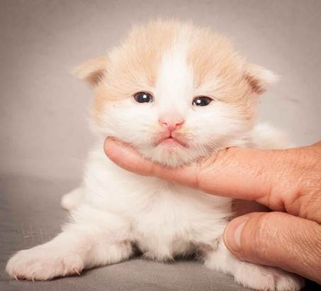 Description: Description: D:\Pictures\P_kull_2_weeks\20120606_P-kull_2_weeks_0046.jpg