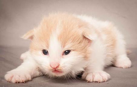 Description: Description: D:\Pictures\P_kull_2_weeks\20120606_P-kull_2_weeks_0043.jpg