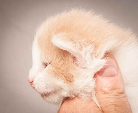 Description: Description: D:\Pictures\P_kull_2_weeks\20120606_P-kull_2_weeks_0057.jpg