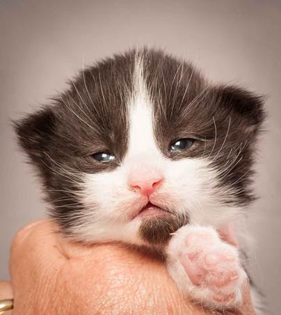 Description: Description: D:\Pictures\P_kull_2_weeks\20120606_P-kull_2_weeks_0072.jpg