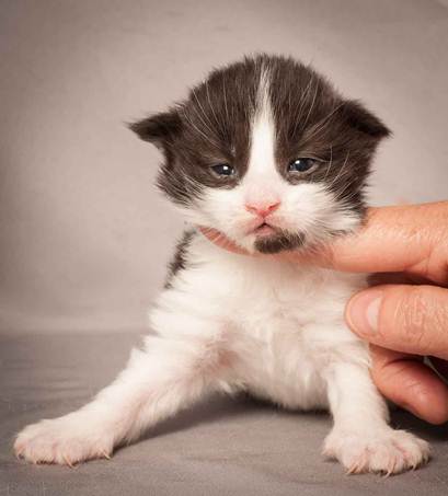 Description: Description: D:\Pictures\P_kull_2_weeks\20120606_P-kull_2_weeks_0070.jpg