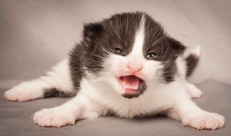 Description: Description: D:\Pictures\P_kull_2_weeks\20120606_P-kull_2_weeks_0061.jpg