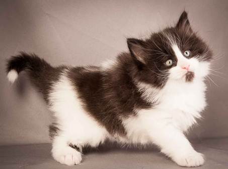 Description: D:\Pictures\P-kull_5_weeks\20120628_P-kull_5_weeks_0062.jpg