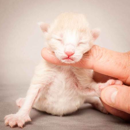 Description: Description: Description: D:\Pictures\P_kull_newborn\20120524_P-kull_new_born_0007.jpg