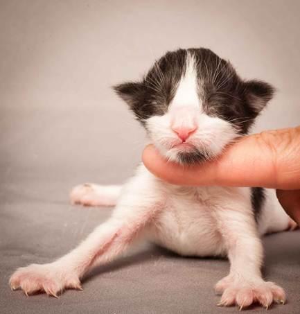 Description: Description: Description: D:\Pictures\P_kull_newborn\20120524_P-kull_new_born_0092.jpg