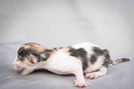20121025_R-kull_newborn_0014