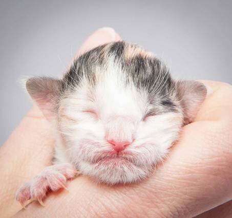 20121025_R-kull_newborn_0021