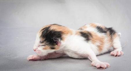 20121025_R-kull_newborn_0029