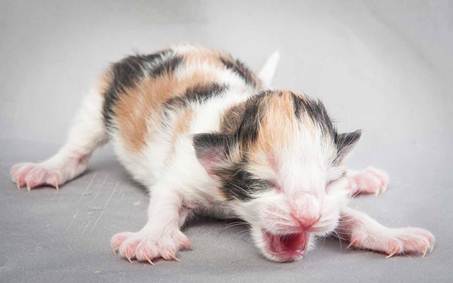 20121025_R-kull_newborn_0026