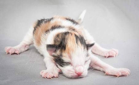 20121025_R-kull_newborn_0025
