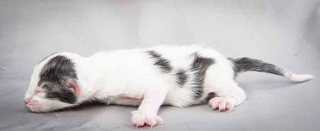 20121025_R-kull_newborn_0062
