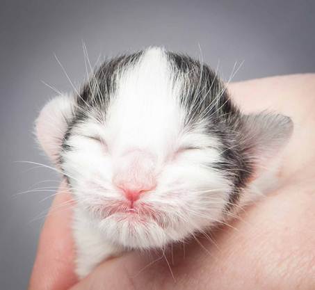 20121025_R-kull_newborn_0077