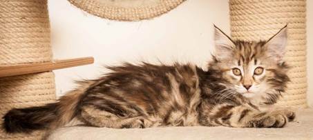 20130307_T-kull_10_weeks_0020