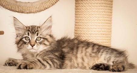 20130307_T-kull_10_weeks_0060